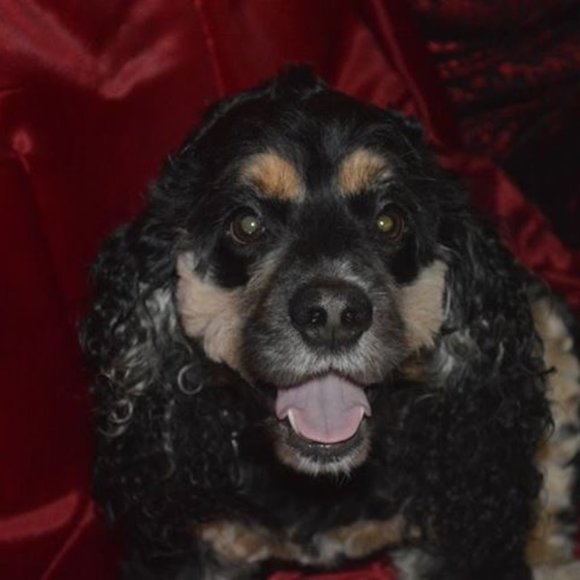 I will disinfect all items all womens shirts bogo - Picture 2 of 2